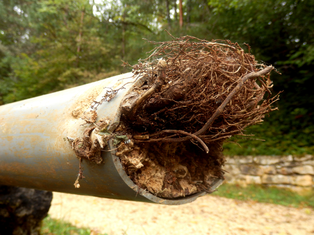 sewer pipe that has tree root infitration